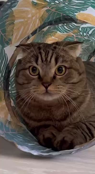  , !.      !     :