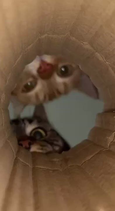 , !.      !     :