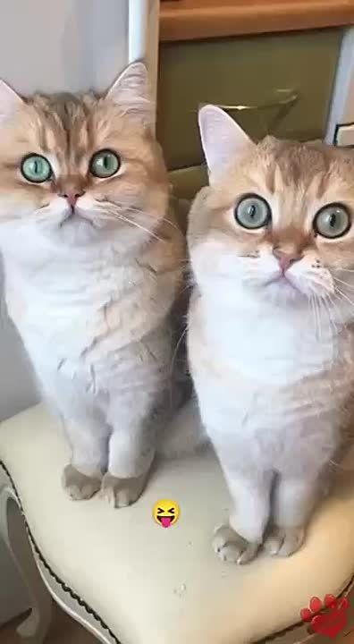  , !.      !     :