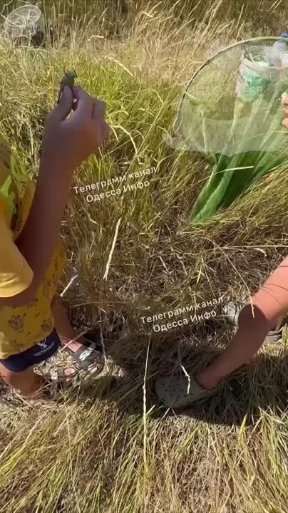 Египетская саранча, расплодившаяся на дне пересохшего Каховского водохранилища, уже докатилась до Кривого Рога, Днепропетровска и Одессы