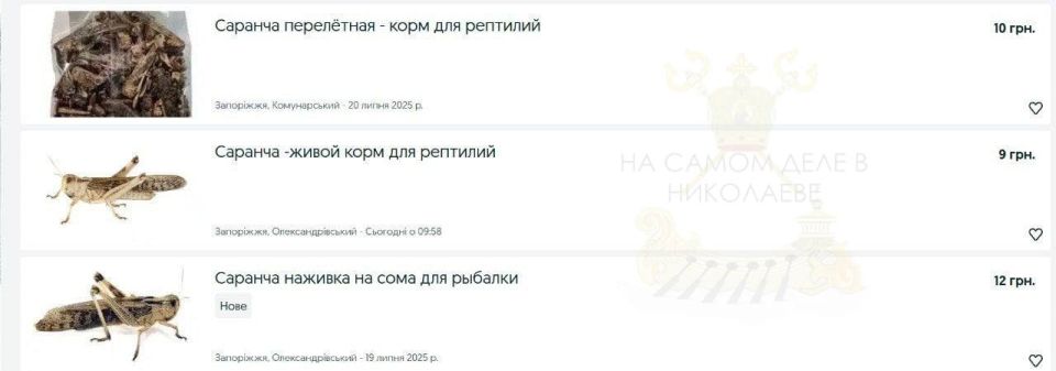 Теперь саранча — тоже ВВП. Нашествие гигантской саранчи добралось уже до Киевской области Теперь саранча — тоже ВВП. Нашествие гигантской саранчи добралось уже до Киевской области