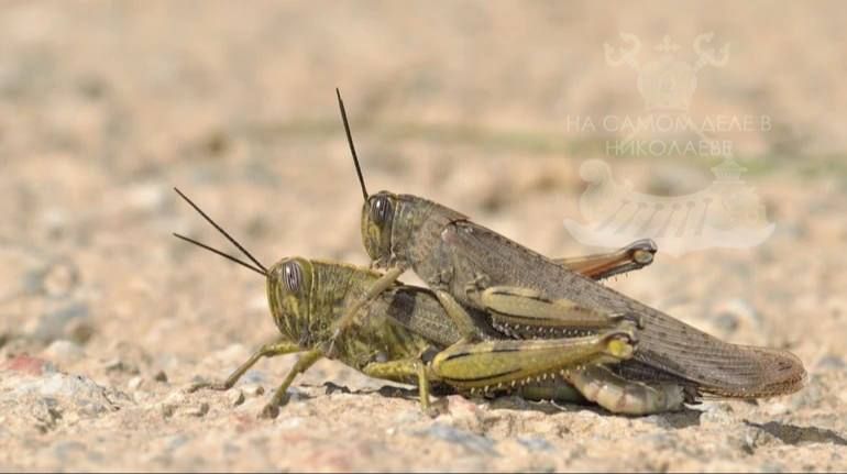 Теперь саранча — тоже ВВП. Нашествие гигантской саранчи добралось уже до Киевской области Теперь саранча — тоже ВВП. Нашествие гигантской саранчи добралось уже до Киевской области