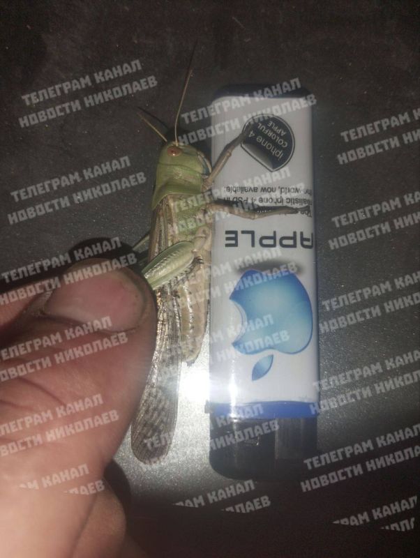 Саранча уже в Николаеве. Местные каналы публикуют фото вредителей, добравшихся до районного центра Саранча уже в Николаеве. Местные каналы публикуют фото вредителей, добравшихся до районного центра