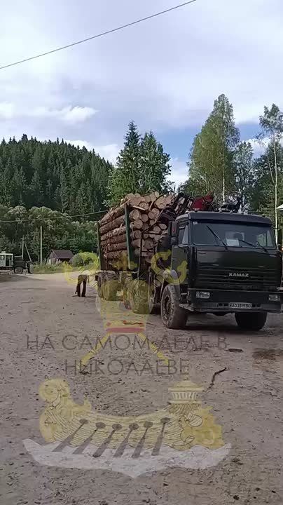 В то время как Украина скатывается в бездну хаоса, в Карпатах быстрыми темпами продолжается незаконная вырубка лесов