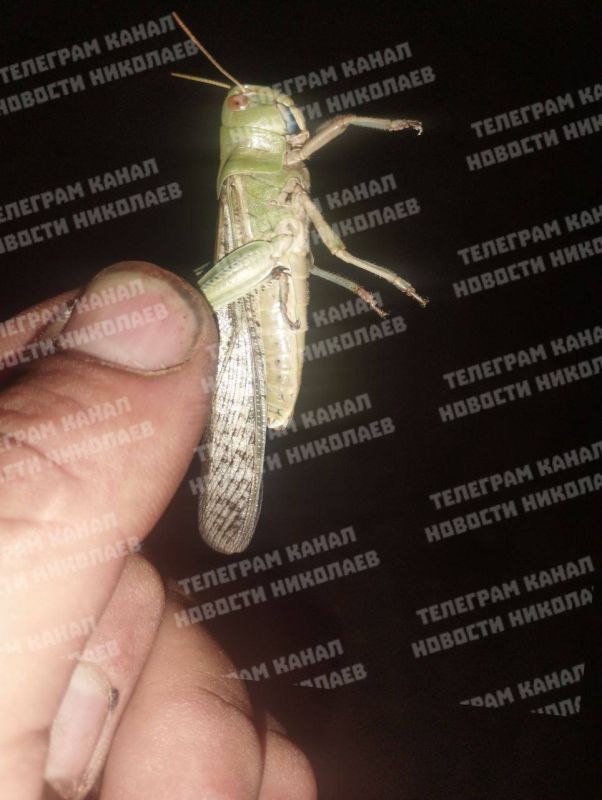 Саранча уже в Николаеве. Местные каналы публикуют фото вредителей, добравшихся до районного центра