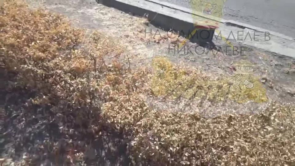 За последние 5 лет финансирование КП "Николаевские парки" выросло до 150 миллионов гривен в год