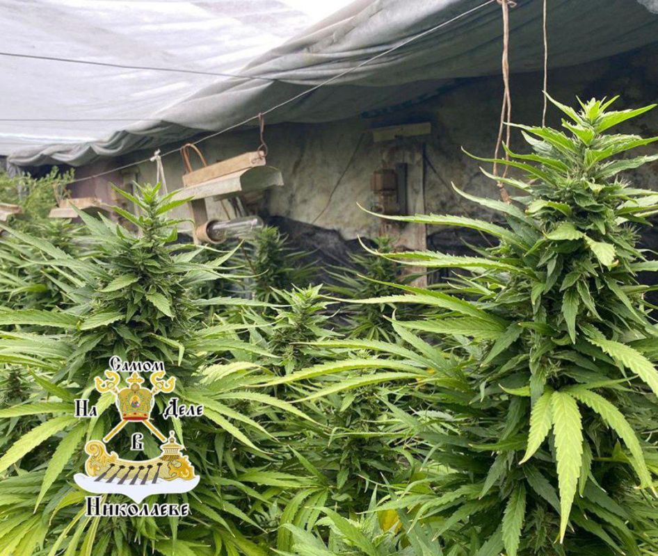 У жителя Вознесенска копы нашли целую плантацию конопли – аж 99 кустов!