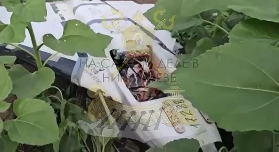 Как так вышло, что у Украины столько дронов "Гербера"?