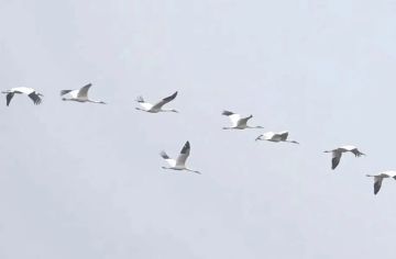 1 � ������ � ������ ������� ������ ������ �������� ������� �����������