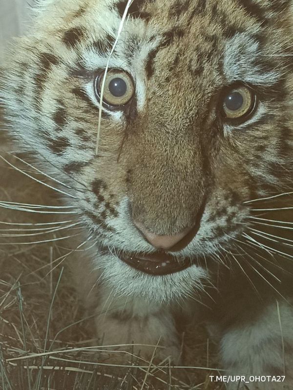 Специалисты в Хабаровском крае спасли тигренка, оставшегося без матери, сообщает управление охотничьего хозяйства по региону