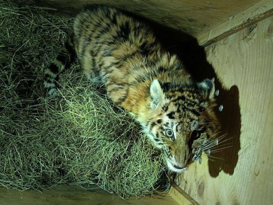 Тигренка-сироту нашли на обочине дороги в Хабаровском крае Тигренка-сироту нашли на обочине дороги в Хабаровском крае