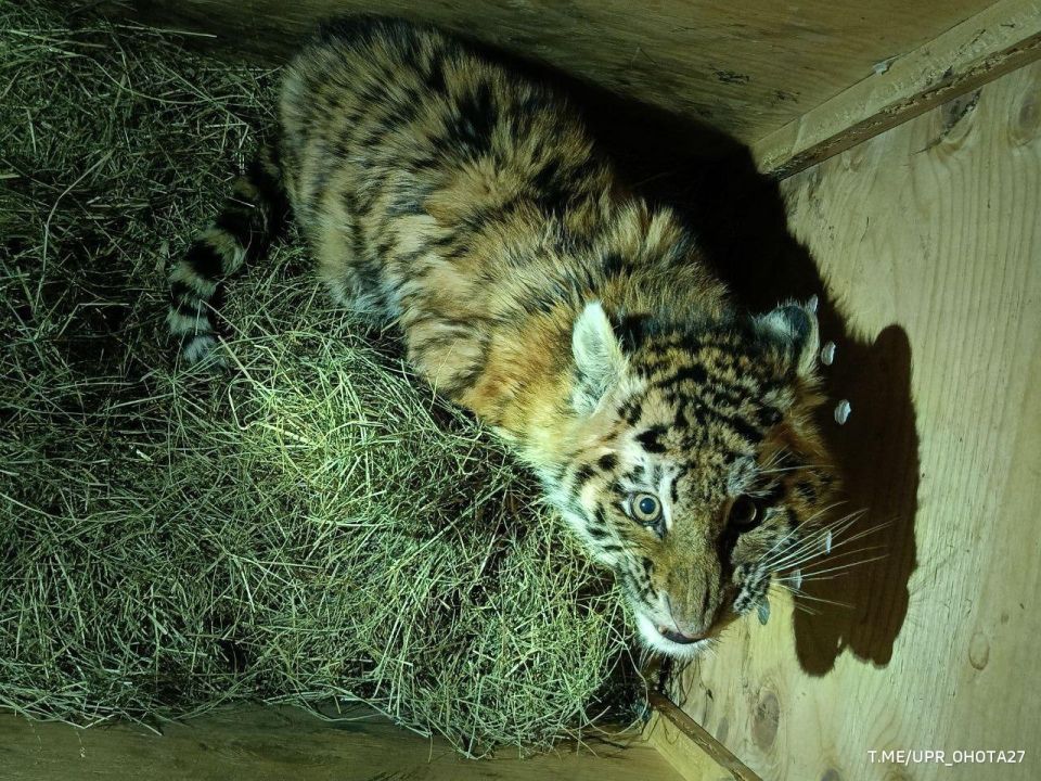 Специалисты в Хабаровском крае спасли тигренка, оставшегося без матери, сообщает управление охотничьего хозяйства по региону Специалисты в Хабаровском крае спасли тигренка, оставшегося без матери, сообщает управление охотничьего хозяйства по региону