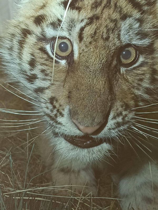 Тигренка-сироту нашли на обочине дороги в Хабаровском крае