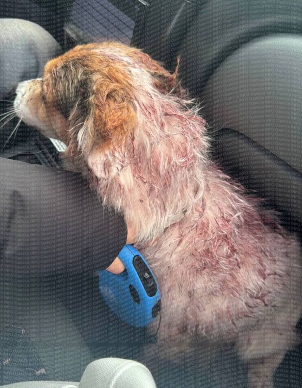 Каратели в Одессе.. Мужчина, находившийся на прогулке со своей собачкой, был похищен и бусифицирован в ТЦК Каратели в Одессе.. Мужчина, находившийся на прогулке со своей собачкой, был похищен и бусифицирован в ТЦК