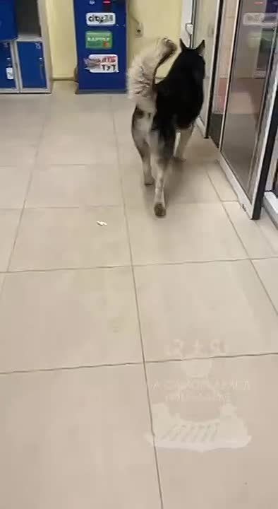 #НамПишут. Потеряшка в «АТБ» возле рынка «Ивушка» в Лесках