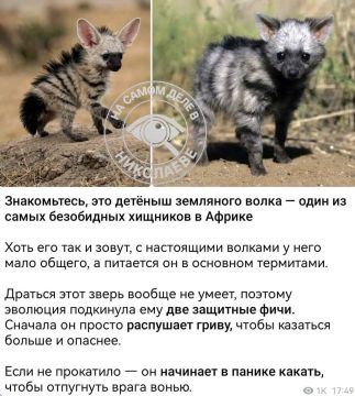 Известен ещё как прибалтийский тигр