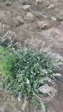 � ��������� ������ ������ ����� �� ���������� ���������