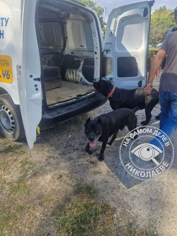 В Николаеве домашние питомцы едва не покалечили детей В Николаеве домашние питомцы едва не покалечили детей