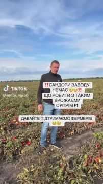 Урожай гниёт прямо на полях: украинские фермеры остались без сбыта томатов