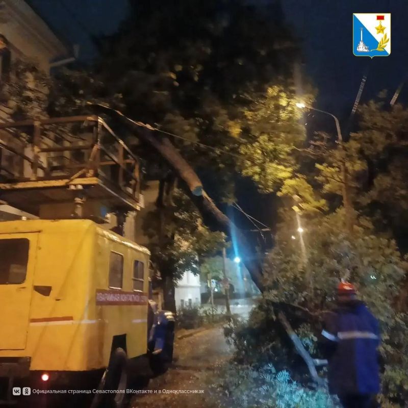 Дерево упало на проезжую часть на улице Очаковцев в Севастополе Дерево упало на проезжую часть на улице Очаковцев в Севастополе